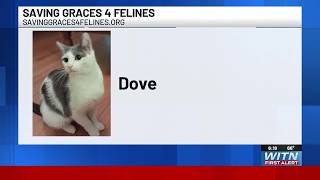 Saving Graces: Meet Dove