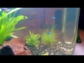 My Aquarium
