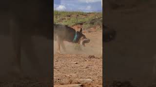 Working kelpie working cattle