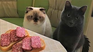 Funny animals - Funny cats / dogs - Funny animal videos 32