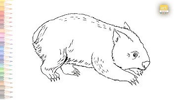 Wombat drawings | Wombat bear outline drawing | How to draw Wombat step by step | Animal drawings