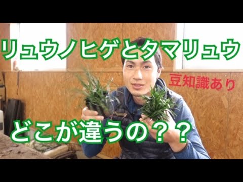 リュウノヒゲとタマリュウの違い 豆知識あり Youtube