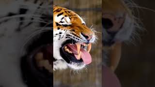 #angry #lion #tiger #sound #subscribe #funnyvideo
