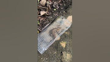 Đặt bẫy rắn mối