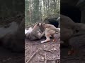 Coyote Challenges the Lynx, Big Mistake ! #shorts #wildlife