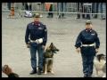 Festa della Polizia 2010: Guarda la dimostrazione delle Unità Cinofila