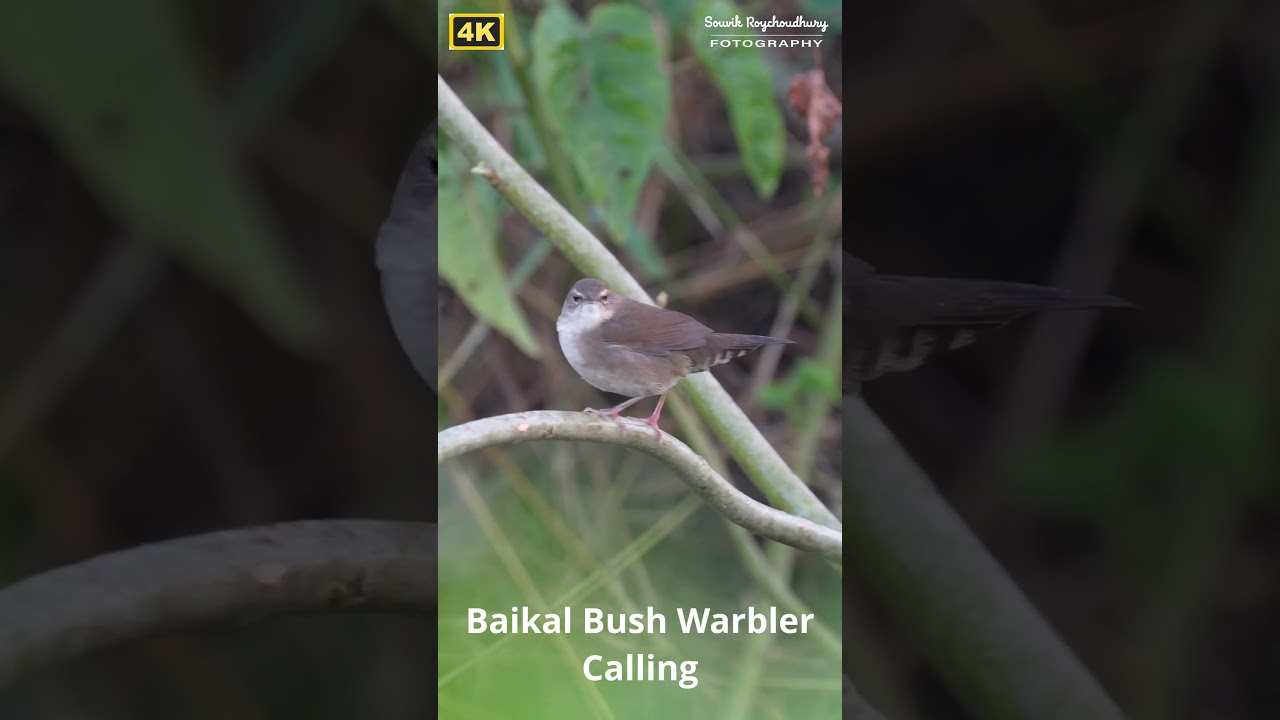 Lucky to see skulker Baikal Bush Warbler calling in open perch for 22 seconds |  