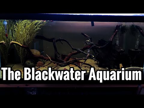 YouTube Viewers Picked ALL of the FISH for This AQUARIUM!