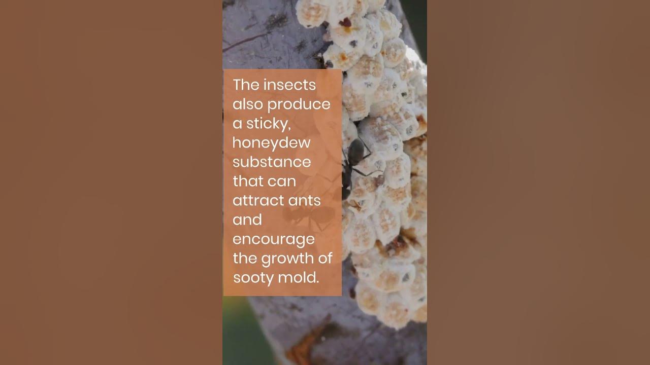 what-are-white-bugs-on-hibiscus-and-its-solution-shorts