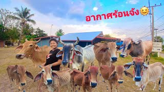 มาเล่นกับน้องวัวและเอาเข้าคอกนอน🐄