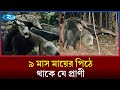 দাঁত ছাড়াই দিনে খায় পঁয়ত্রিশ হাজার পিঁপড়া! | Rtv News