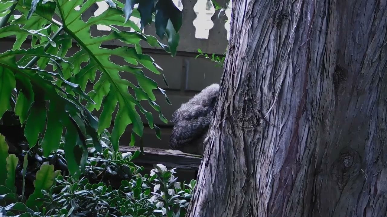 A Fledgling Owl Explores the Perch  Movement, Balance and Awareness