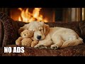 12 HOURS of Relaxing Music For Dogs🎵Anti Separation Anxiety Relief 🐶 Pet music🦮 No Ads Mp3 Song