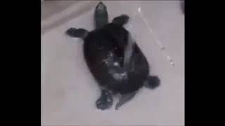 turtle dancing to gassed up 1 hour