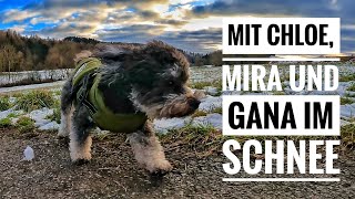 Mit Chloe, Mira und Gana im Schnee ❄️