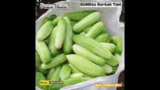 Seruuuu..!! Panen Raya Timun - BUMDes Berkah Tani  Desa Neglasari Kec Cibadak Kab. Sukabumi #bumdes 
