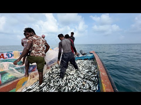 பேய் சாலை மீன் சரியான தந்திரகார மீன் சுமாரா ஒரு 2000 கிலோ இருக்கும் 