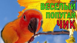 Веселые попугаи и веселый попугай Чик / Смешные Видео