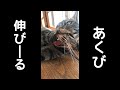 お喋りとあくびと伸びの3点セット猫。