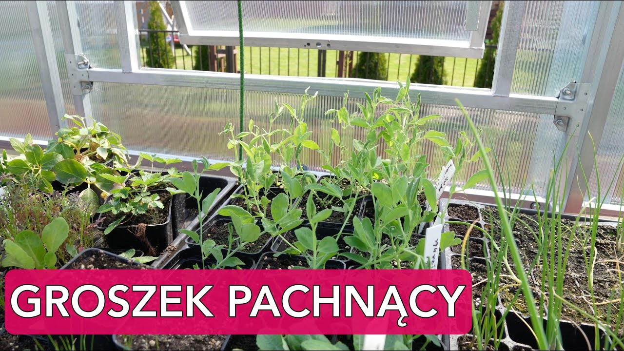 Groszek pachnący. Przycinanie. Kwiaty w ogrodzie. Kwiaty jednoroczne | Kasia.in