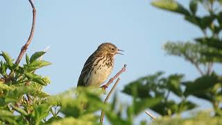 Meadow Pipit, Anthus Pratensis, Graspieper, Rottumerplaat, Gr, The Netherlands, 4 June 2023 67