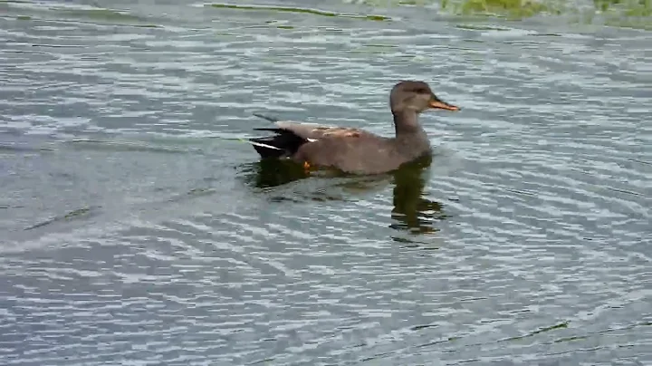 Gadwall drake at Murton NR, Angus