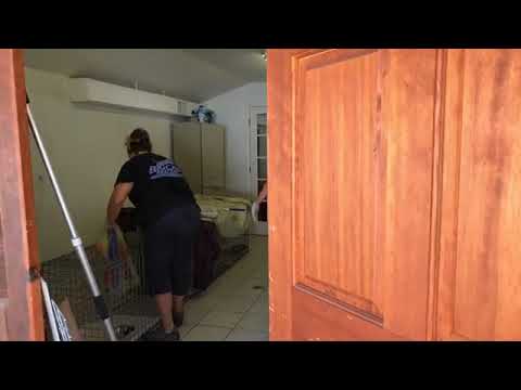 cheetah running speed Bobcat kittens are moving outside into the hospital recovery cage for some sunshine