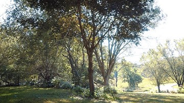 Fiskars® - A Complete Guide to Pruning and Trimming Trees