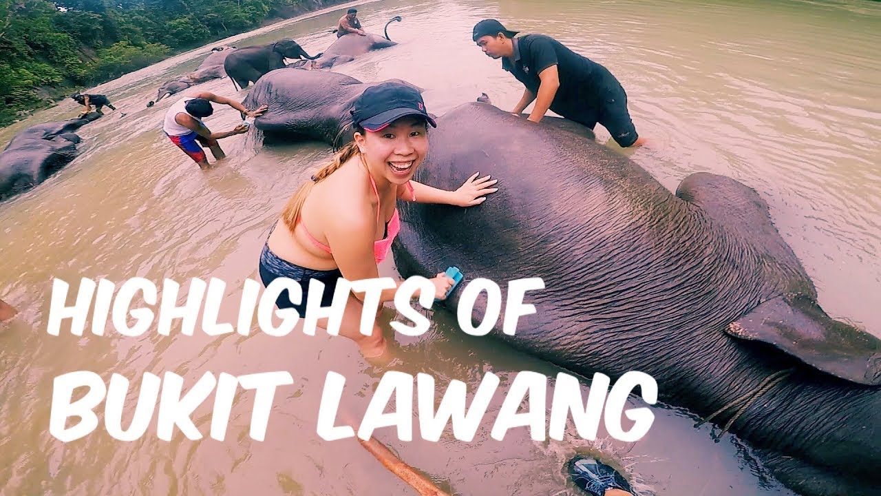Bukit Lawang, an adventure of a lifetime