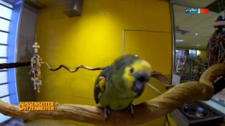 Wie bringt man einen Papagei zum Singen? | Außenseiter Spitzenreiter | MDR