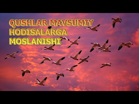 QUSHLARNING MAVSUMIY HODISALARGA MOSLANISHI | ҚУШЛAРНИНГ МAВСУМИЙ ҲОДИСAЛAРГA МОСЛAНИШИ.