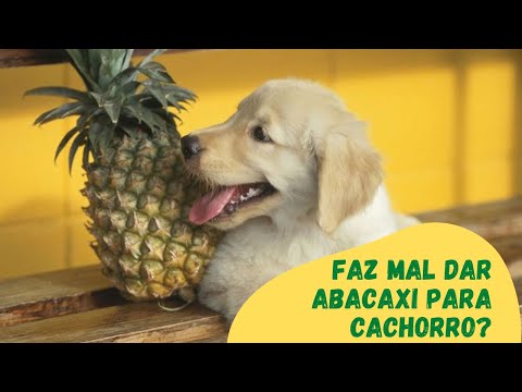 Vídeo: Mastigações de Maconha Cannabidiol Podem Ajudar Cães com Ansiedade de Separação