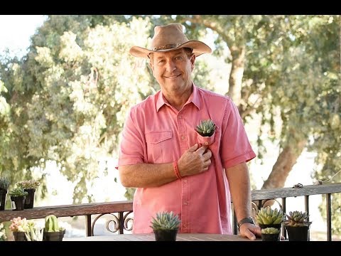 Video: Little Jewel Succulent Care: How To Grow Little Jewel Succulent Plants
