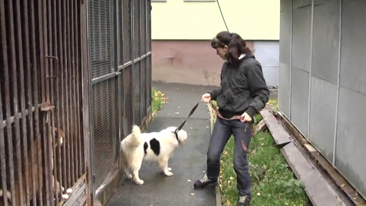 predstavujeme vam dalsi psy a pejsky z orlovskeho utulku