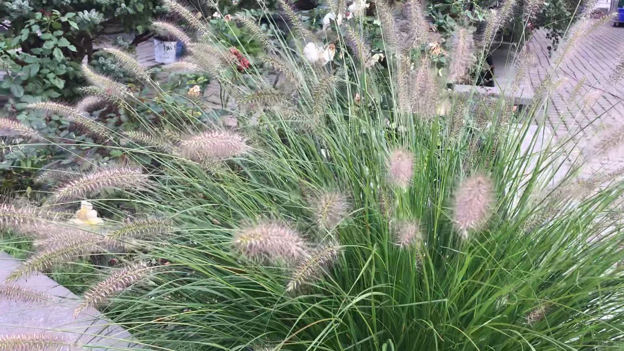 Fountain Grass Zone 5 YouTube