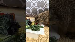 Prairie Dog breakfast spread