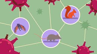 Coronaviruses in the Wild - a One Health perspective