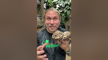 This is How it Feels to Get Bitten by a Snake! #shorts