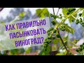 Как правильно пасынковать виноград