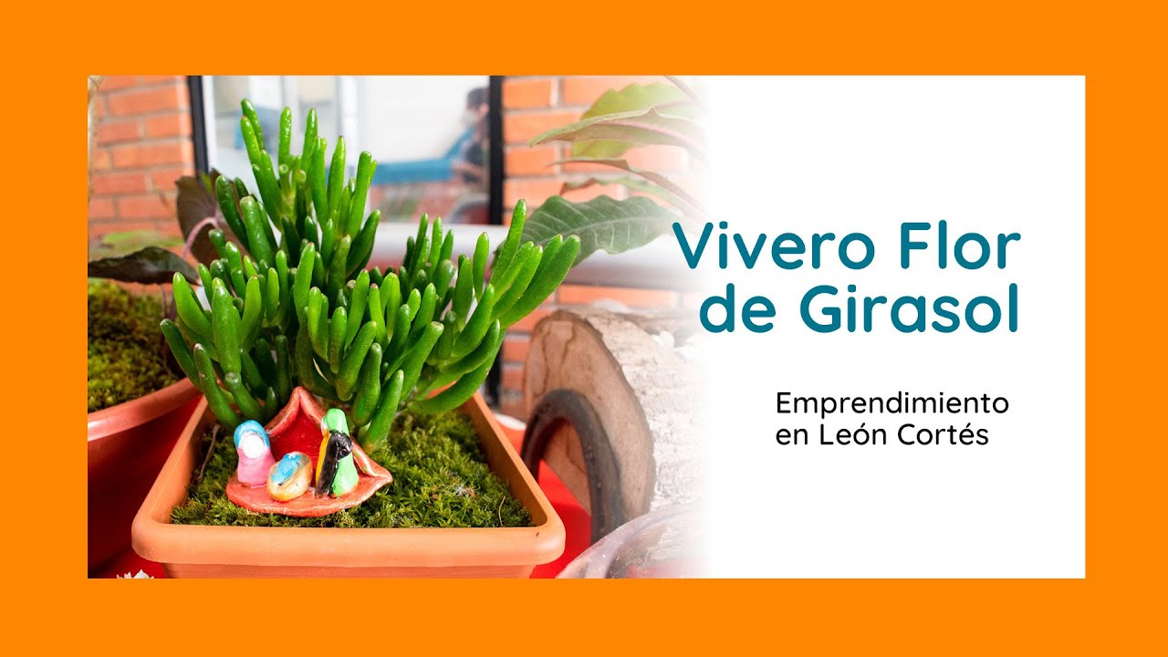 Vivero Flor de Girasol