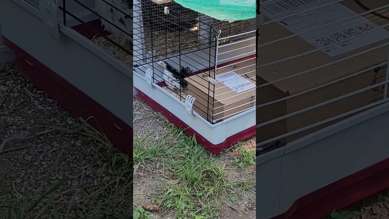 p.1 🐤 smallest chicken ever 