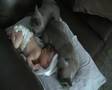 Burmese Cats guard newborn の動画、YouTube動画。