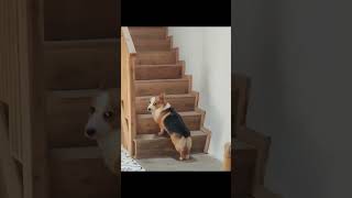 You Laugh You Lose 😹 Funniest Cats and Dogs #funny  #funnyvideo #core  #funnydogs #funnycats