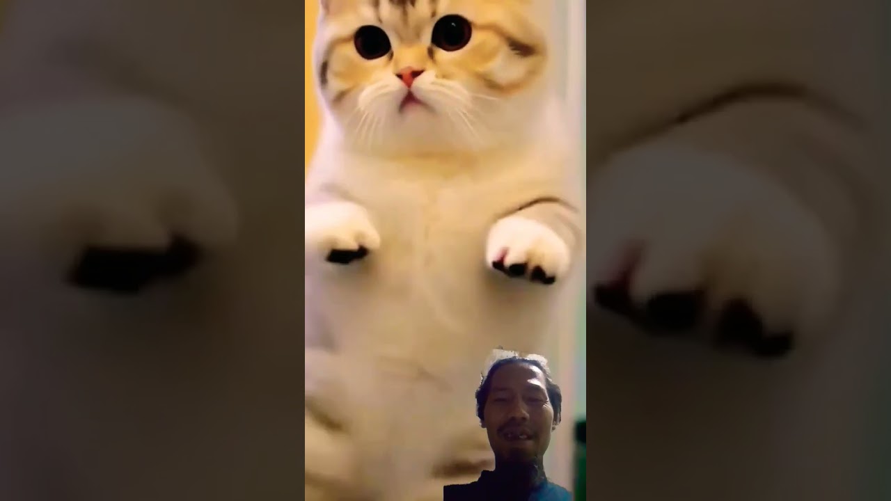 kucing lucu joget 