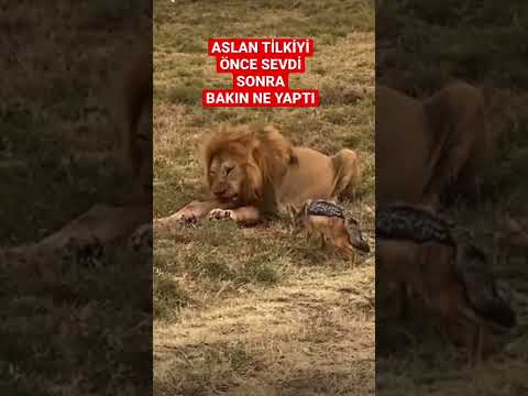 Aslan tilkiyi önce sevdi sonra bakın ne yaptı #shorts #short #aslan #belgesel #hayvan