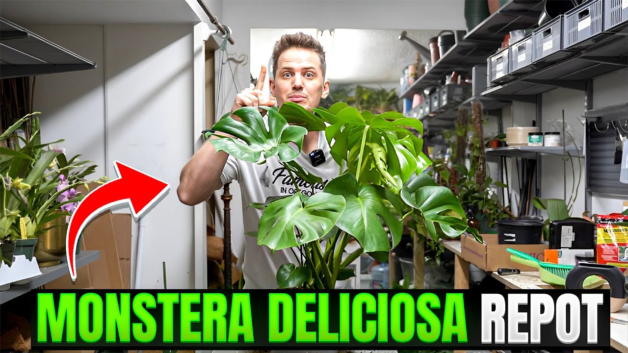 VIDEO. Jardinage : domptez votre Monstera !