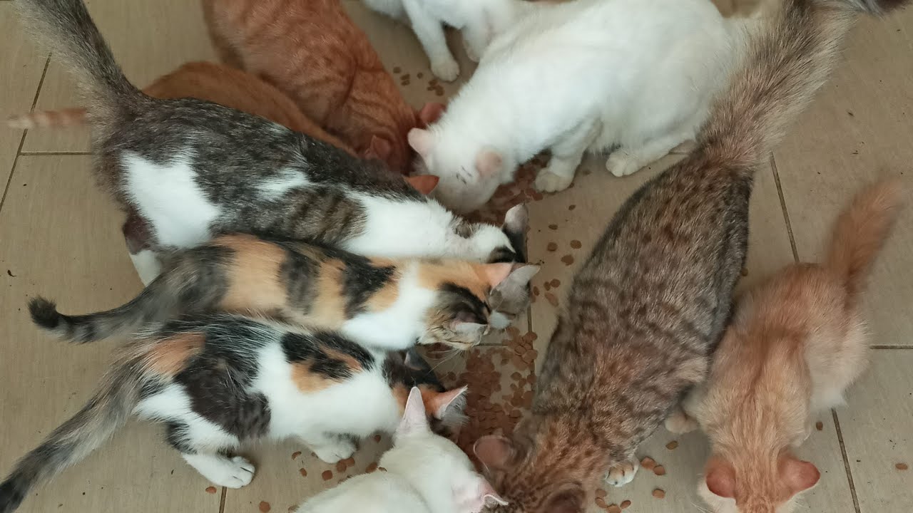 Cats & kittens are 866 & 775 & 701 & 618 & 517 & 500 & 452 & 376 & 261 & 223 & 123 &283 &217 &115&81