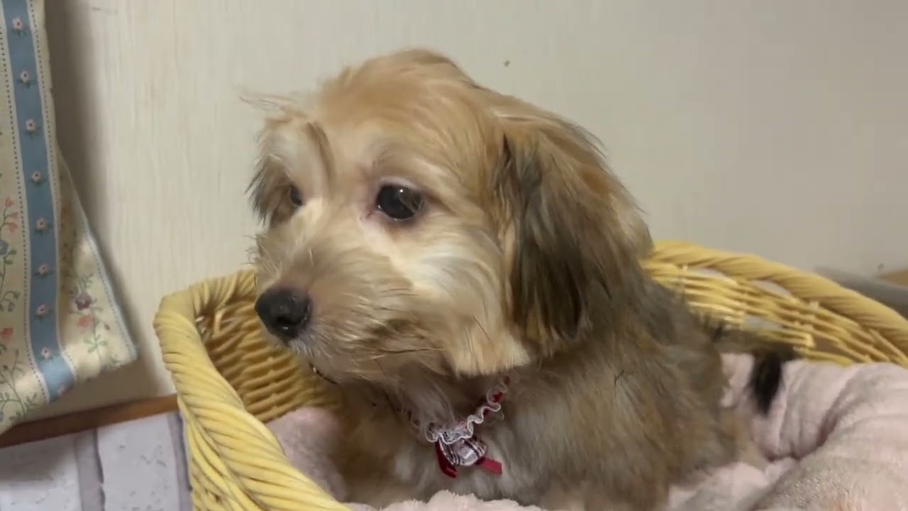 プードルとヨーキーのミックス犬 | TikTok, image size:1280x720