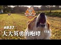 ［散步直播］837_大大英勇的咆哮