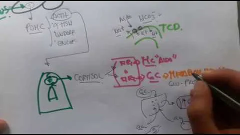Quels sont les glucocorticoïdes ?